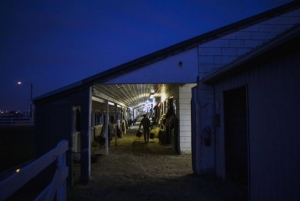 Early Morning Groom