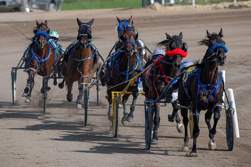 Outlawguns N Roses Aims for Big Finish in Alberta as Trainer Battles Pre-Race Jitters